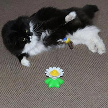 Load image into Gallery viewer, 【LAST DAY SALE】 Interactive Bird Toy For Cats