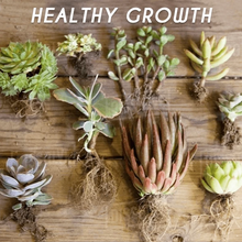 Load image into Gallery viewer, RapidRoot™ Organic Growth Powder【50% OFF Ends Today】