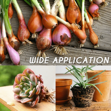 Load image into Gallery viewer, RapidRoot™ Organic Growth Powder【50% OFF Ends Today】