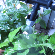 Load image into Gallery viewer, ModernMint™ Cooling Mist Irrigation Kit