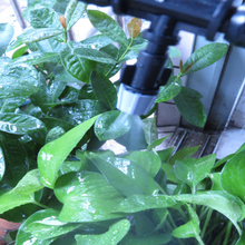 Load image into Gallery viewer, ModernMint™ Cooling Mist Irrigation Kit
